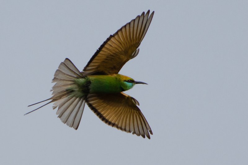 Um abelharuco esmeralda voando