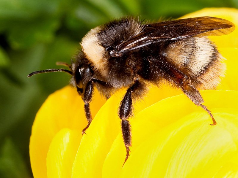 Podemos apreciar como uma abelha se alimenta.