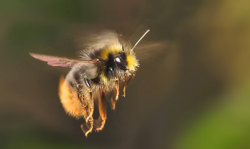 A abelha é um inseto amigável que vive em quase todos os lugares do planeta.
