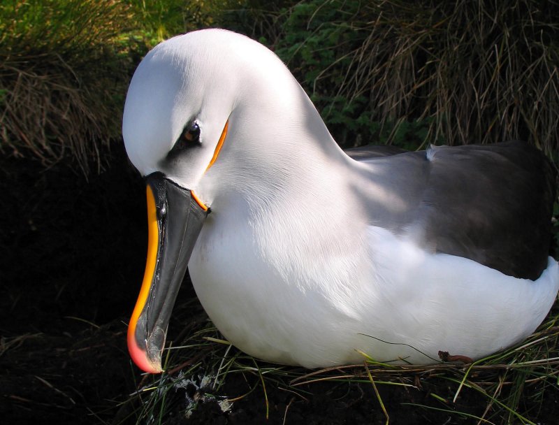 O albatroz passa a maior parte de sua vida voando.