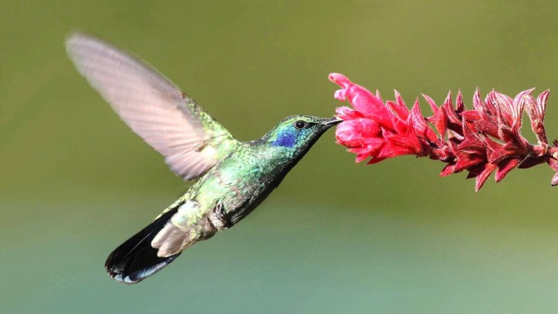O beija-flor se alimenta principalmente de néctar.