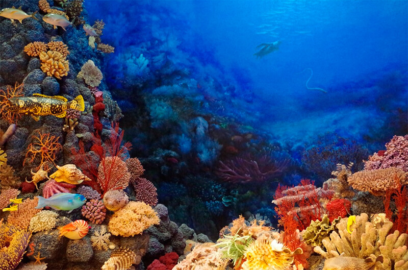 Recife de coral