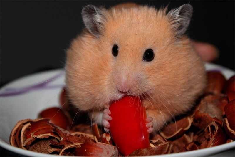 Hamster se alimentando de nozes