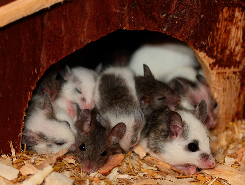 Ninhada de hamsters anões em cativeiro