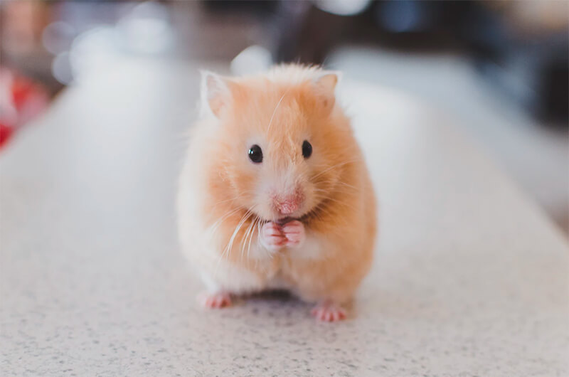 Adorável hamster