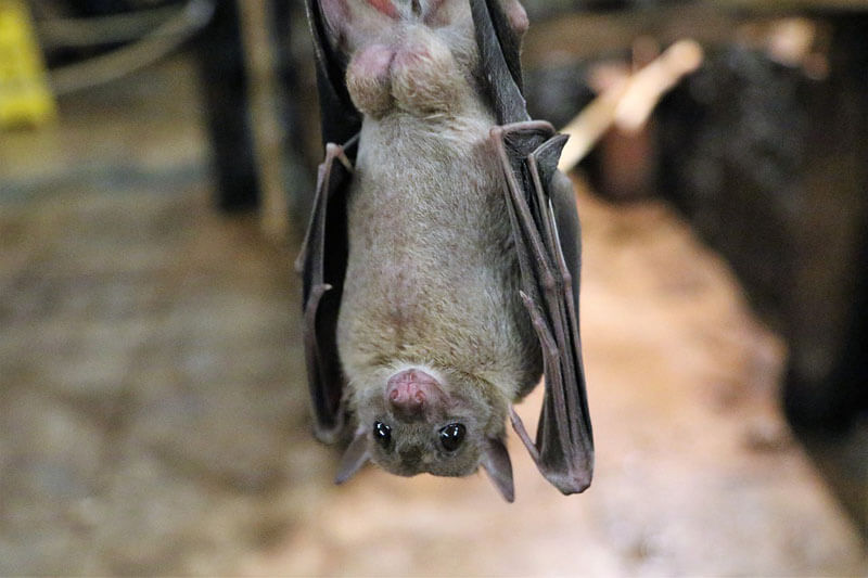 O morcego é um mamífero aéreo. Não é um roedor, como muitas pessoas acreditam.