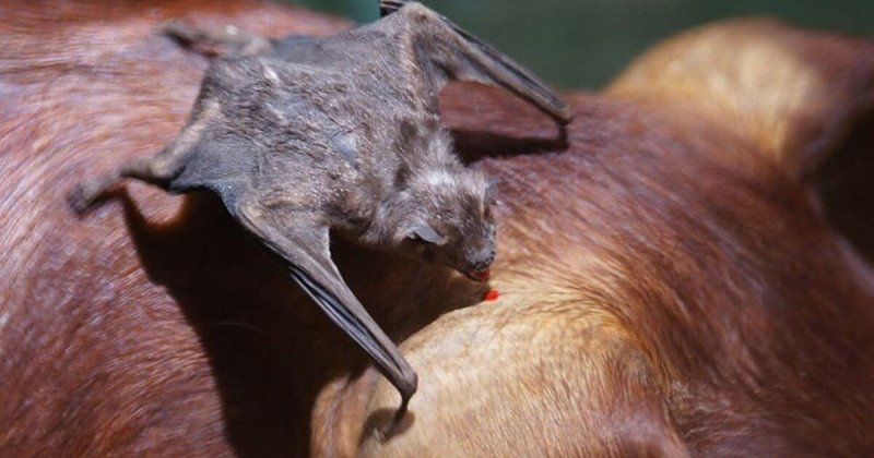Podemos apreciar um morcego vampiro tirando sangue