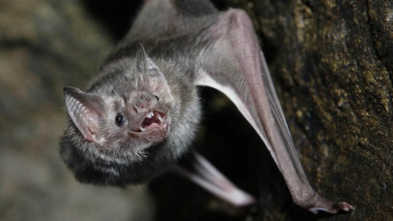 Um morcego vampiro à espreita no escuro