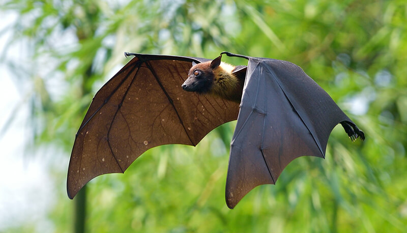As asas do morcego são membranosas.