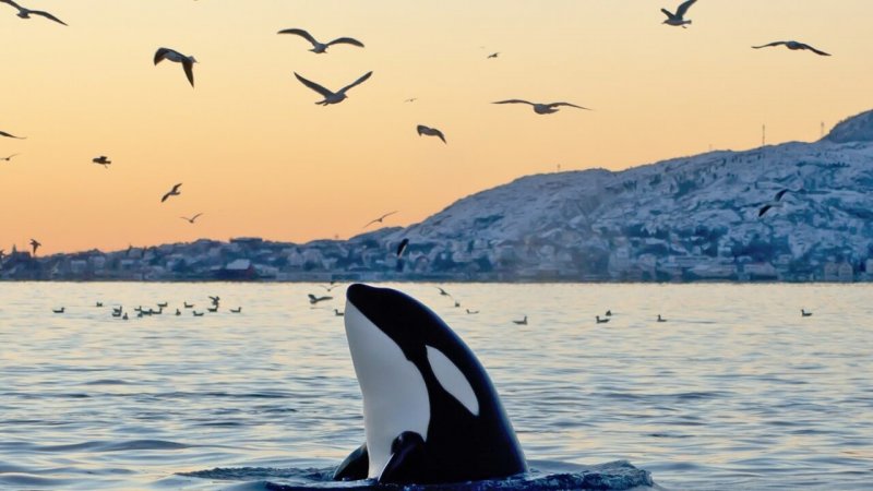 A orca é um mamífero e vive em águas frias.