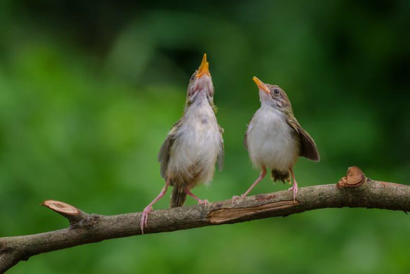 Filhotes de Nightingale aprendendo a cantar.