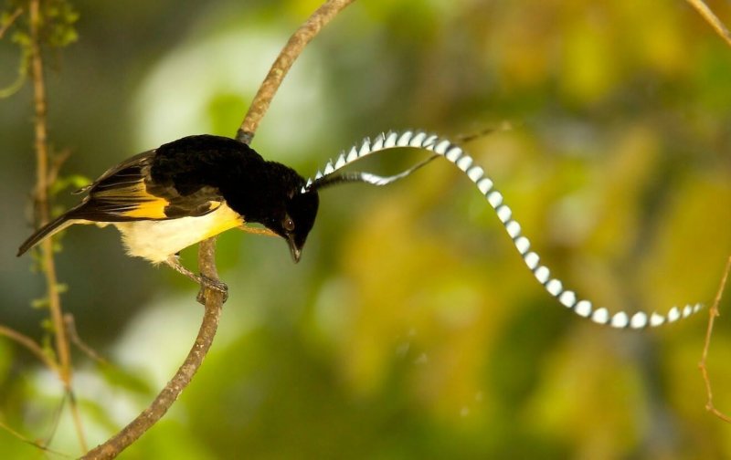 Pássaro real do paraíso (Cicinnurus regius)