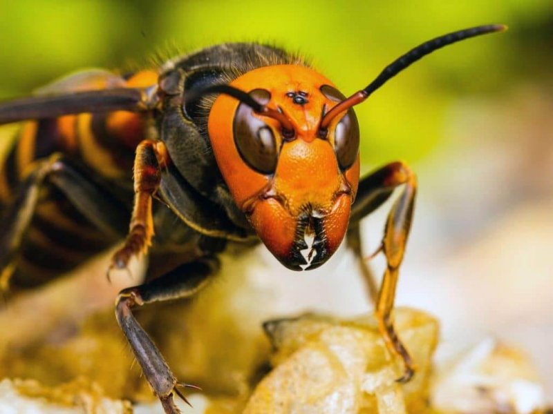 A vespa asiática gigante é um inseto violento.