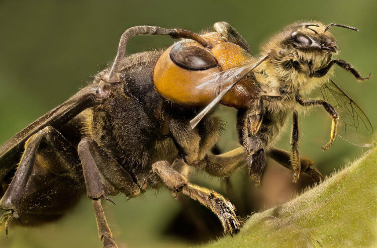 Uma vespa asiática gigante bem a tempo de caçar uma abelha.