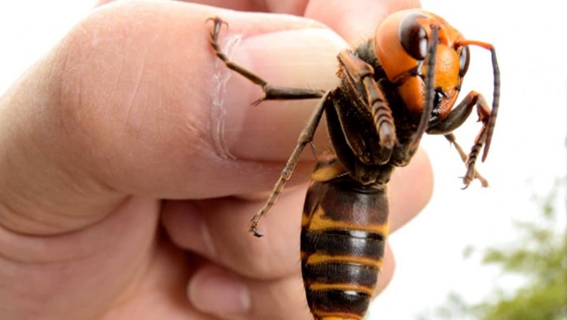 Podemos apreciar o tamanho da vespa gigante asiática