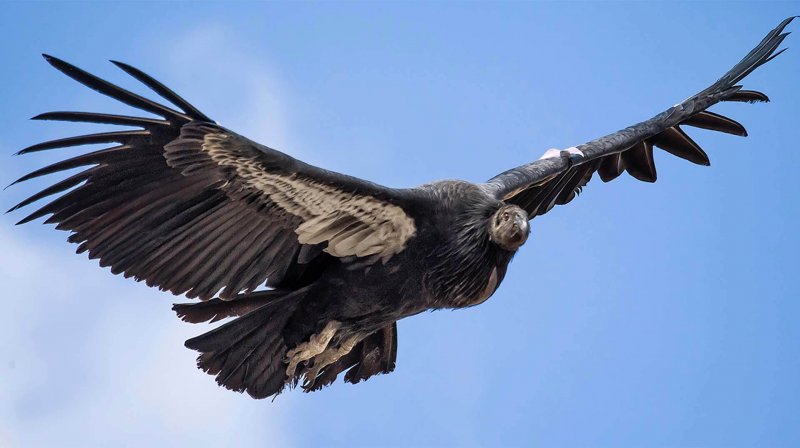 Podemos apreciar a grande envergadura do abutre