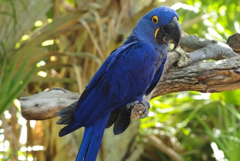 A arara-azul tem uma bela plumagem.
