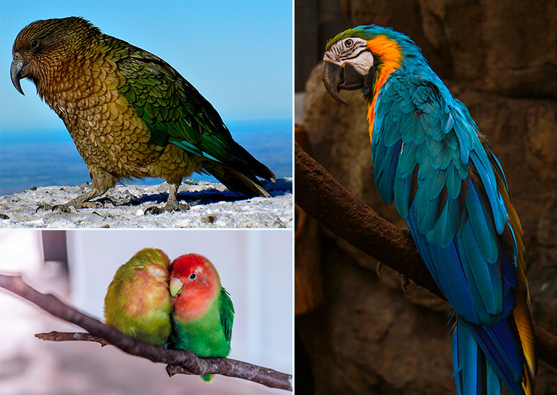 Diferentes espécies de papagaios