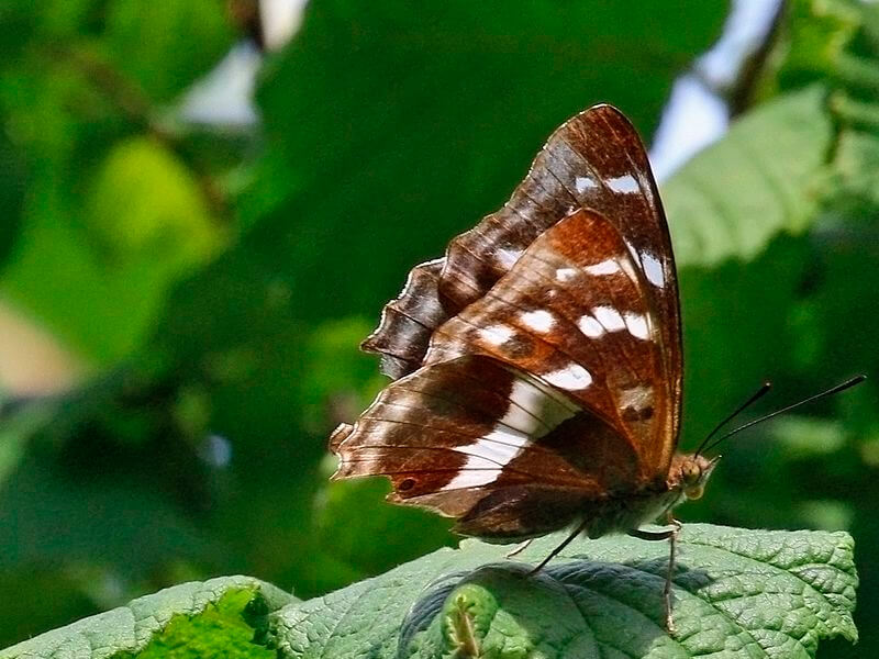 Espécime feminino da borboleta imperador roxa