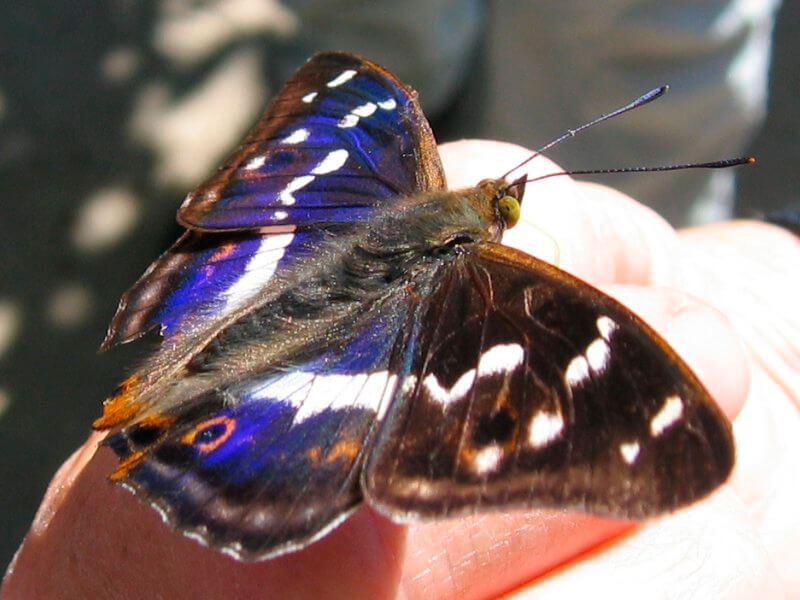 Espécime masculino da borboleta imperador roxa