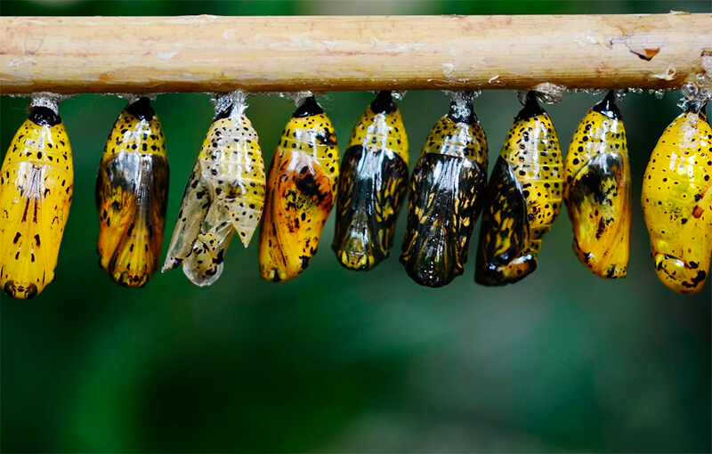 Grupo de pupas de borboleta