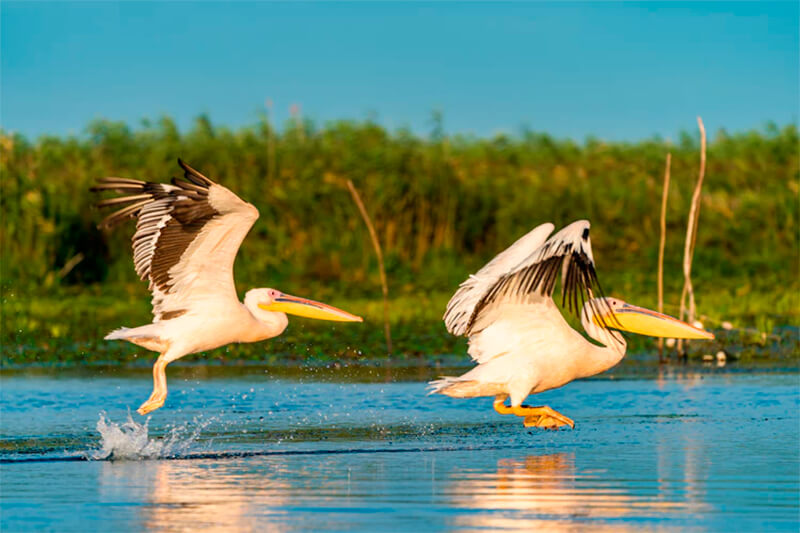 Pelicanos voando sobre a água