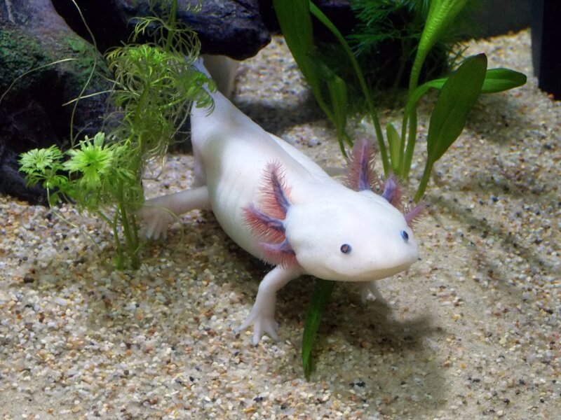 O axolotl é um anfíbio popular em tanques de peixes. Os albinos são criados em cativeiro.