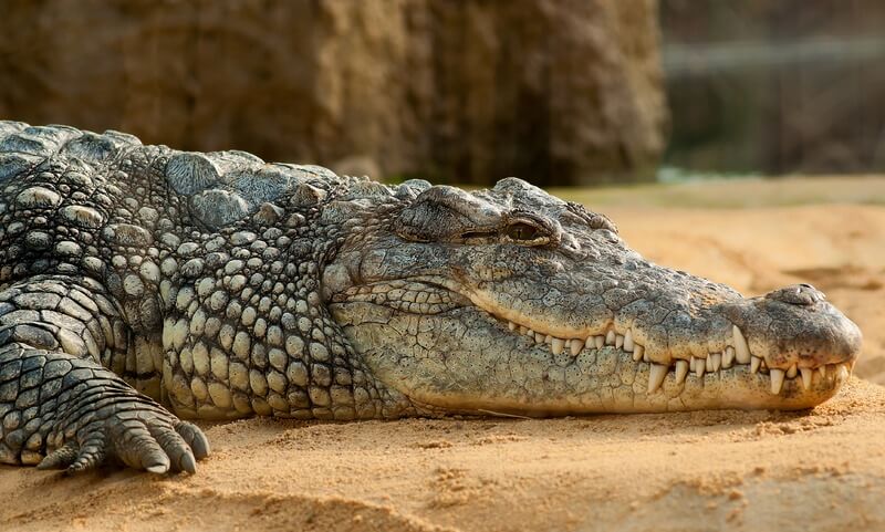 O crocodilo é um réptil de sangue frio.