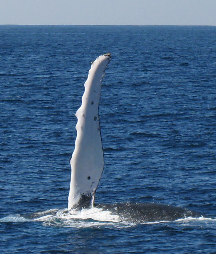 A barbatana de uma baleia-comum.