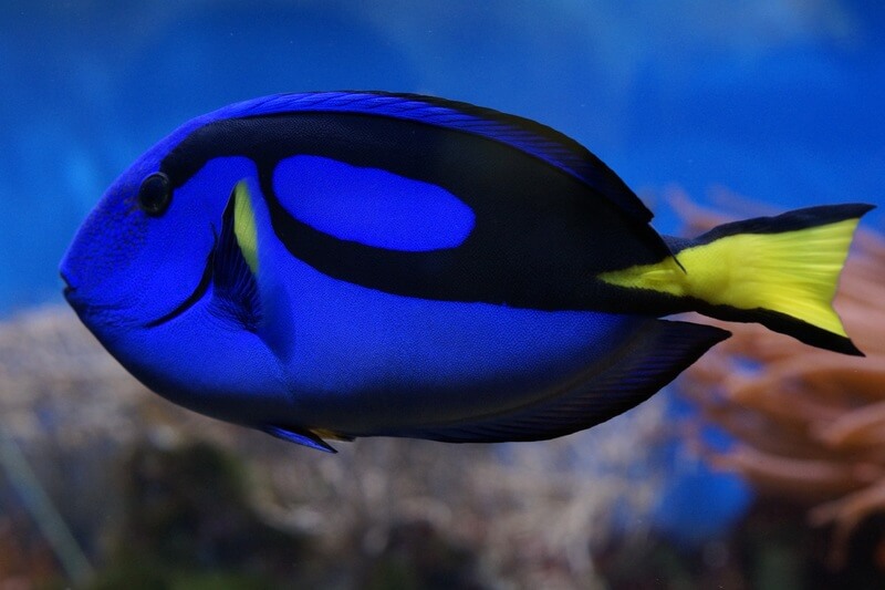 O peixe-cirurgião azul também é conhecido como o peixe com o número 6.