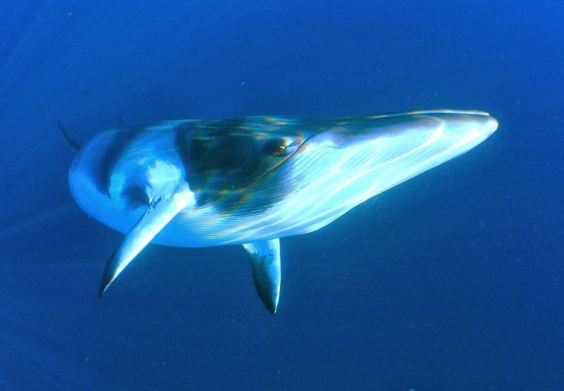 Um close-up da baleia-comum.