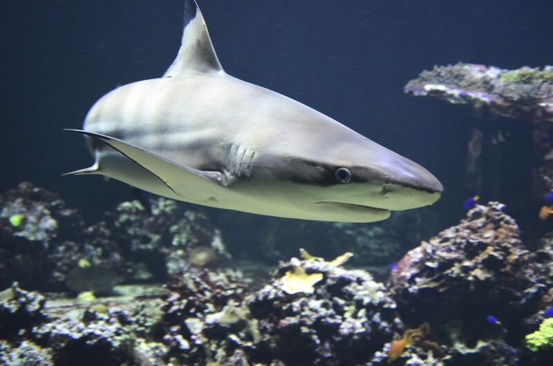 O tubarão é um animal que sobreviveu a milhões de anos.