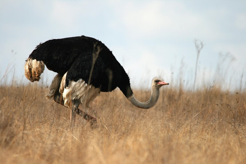 O avestruz é um pássaro que pode e vai se defender caso se sinta em perigo.