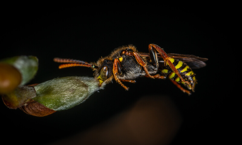 A vespa se alimenta de outros insetos e frutas.
