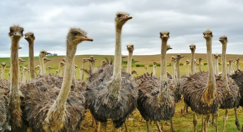 Um bando de avestruzes. Eles podem viver em bandos muito pequenos ou muito grandes.