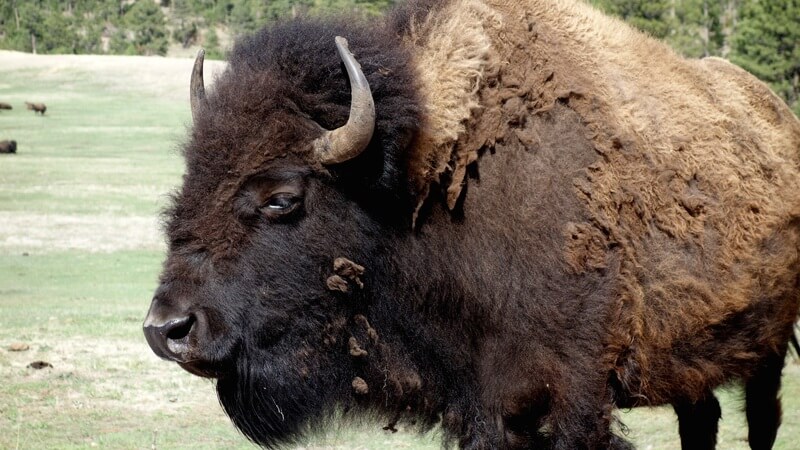 O bisão macho também é chamado de touro. A fêmea, vaca.