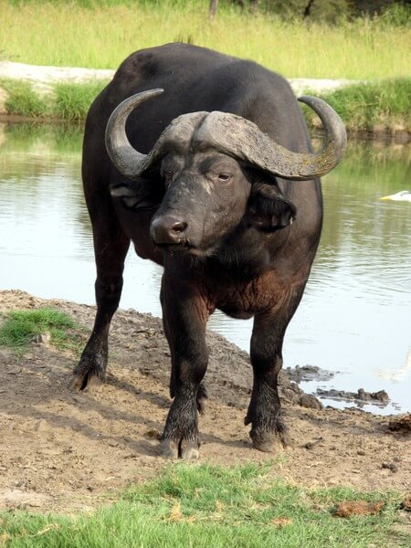 É fácil confundir o búfalo com seu primo, o bisão.