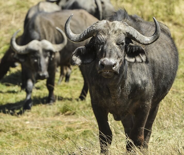 O búfalo é um animal social que vive em grandes grupos.