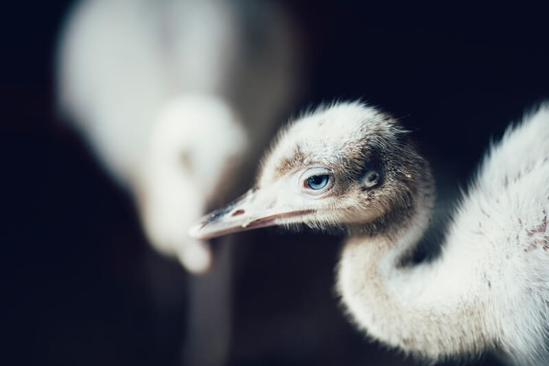 Um bebê avestruz.