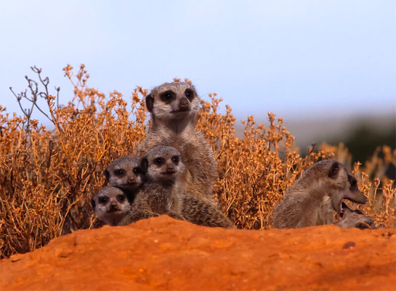 Grupo de suricatos vigiando