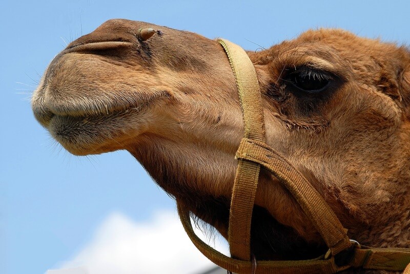 A maioria dos camelos vive domesticado e não na natureza.
