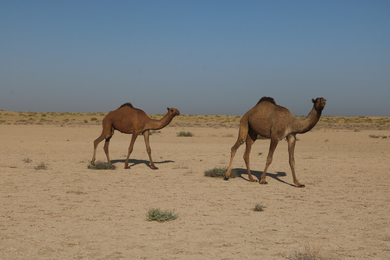 O camelo é um animal muito social.
