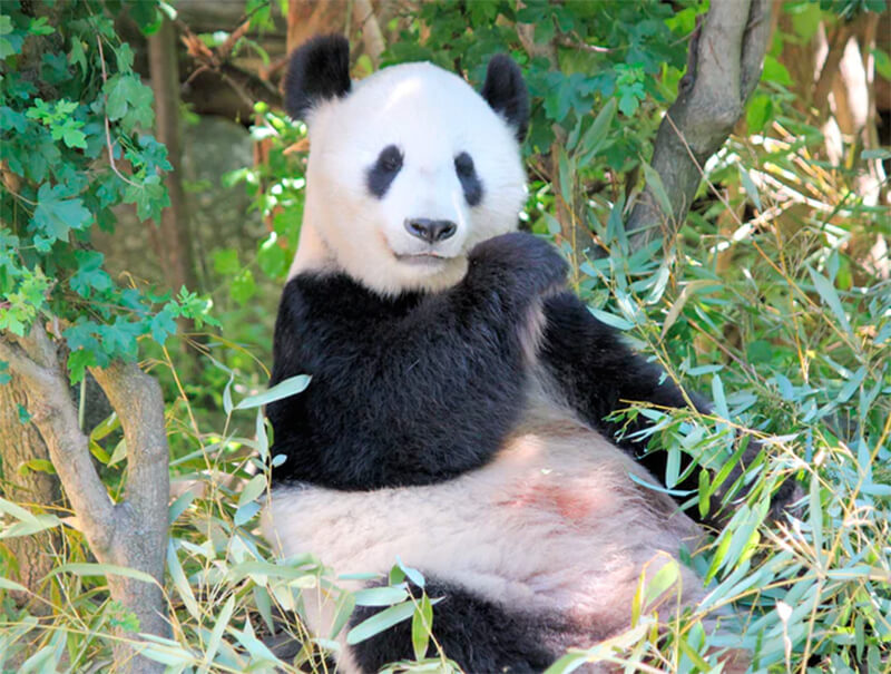 Urso panda gigante comendo folhas de bambu