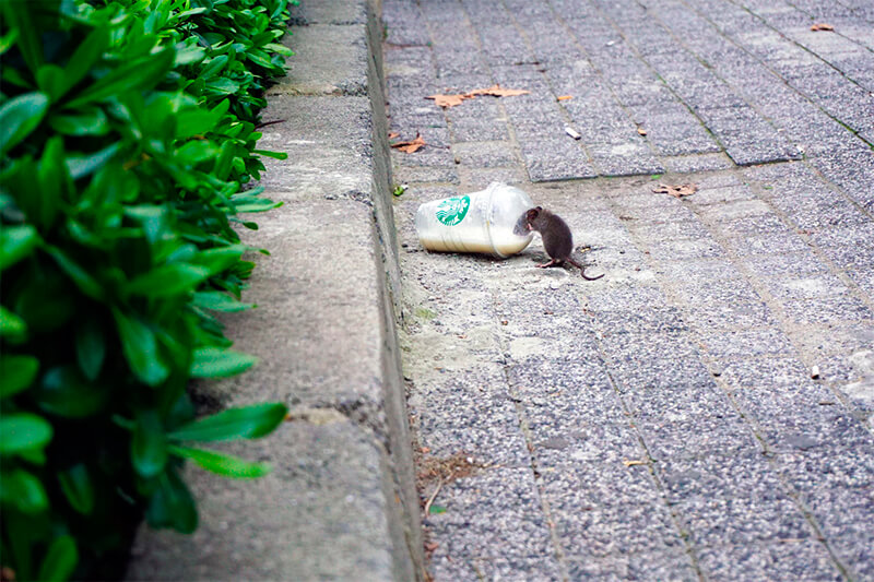 Rato tomando café