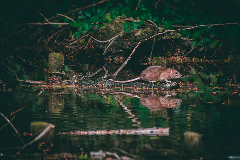 Rato nadando perto de um rio