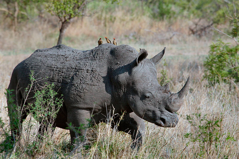 Rinoceronte negro (Diceros bicornis)