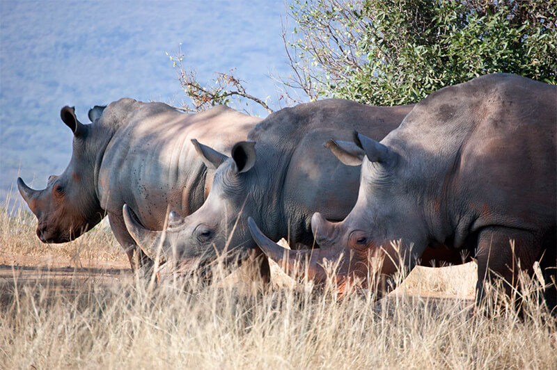 Grupo de alimentação de rinocerontes.