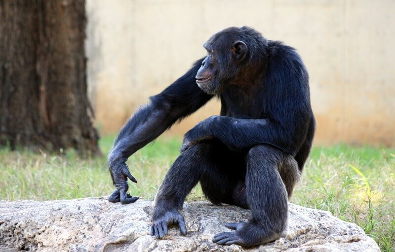 O chimpanzé é o animal mais parecido com o ser humano.