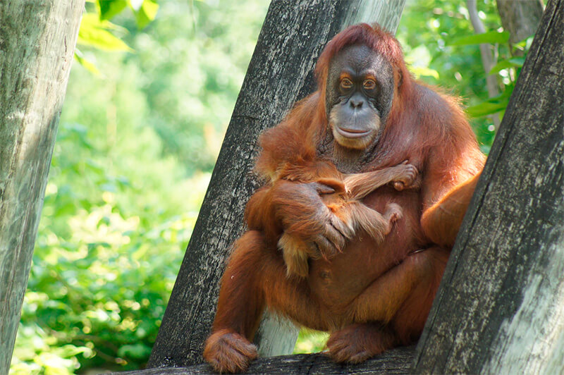 Orangotango fêmea com seu filhote em um zoológico dos EUA