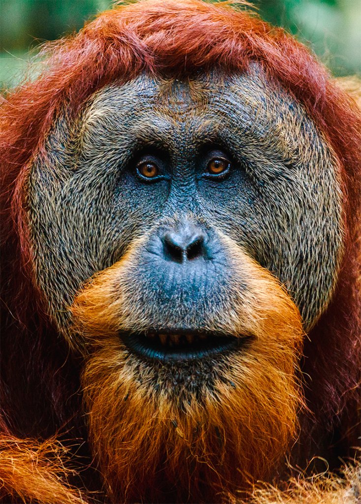 Close de um orangotango macho